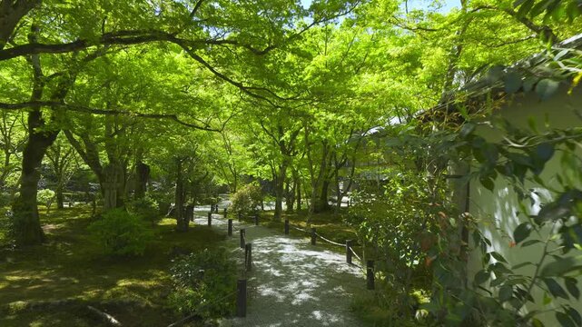 京都　圓光寺の新緑　十牛之庭（じゅうぎゅうのにわ）を歩く
