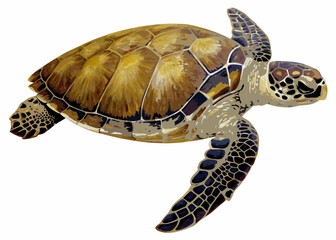 sea turtle illustration realistic style white background © Songita