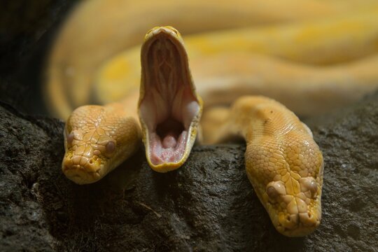 close up of a yellow python yawning among its friends