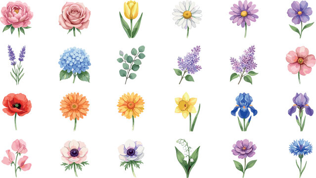 Watercolor Spring Flower Collection with Rose, Tulip, Daisy, Lavender, Iris, Poppy, and Hydrangea for Botanical Designs