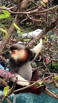 Rare Red Shanked Douc Langur Sitting in Forest in Vietnam