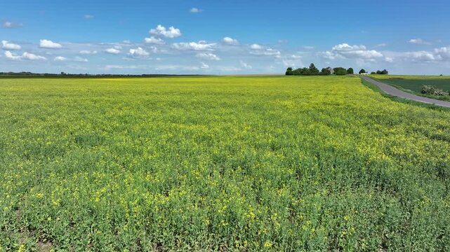 Aerial farm road summer yellow Rapeseed Poland 4K. rural agricultural landscape. Bright yellow Rape seed canola oil plants. Farming economy food vegetable oil biodiesel production.