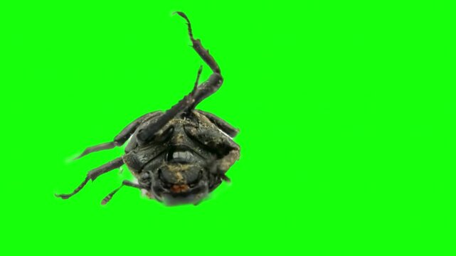 Close up of a beetle struggling on its back with green screen background