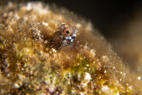 Roughhead blenny peeking out of its home in a coral reef