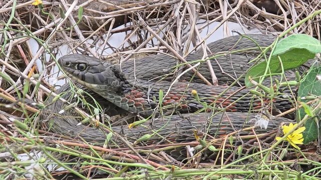 
Close-up of a Tiger Keelback snake (Rhabdophis tigris) flicking its tongue among dry grass.#004
마른 풀 사이에서 혀를 낼름거리는 유혈목이(꽃뱀)의 근접 촬영.#004
