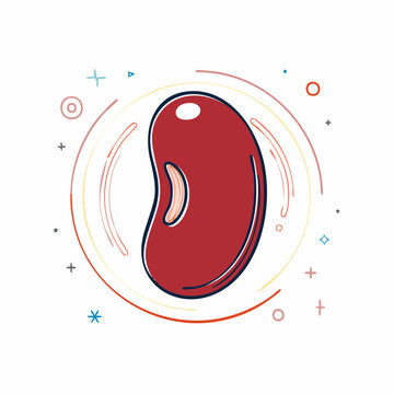 Red Kidney Bean Illustration