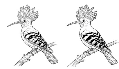 Hoopoe bird line art coloring page vector isolated on white background © MDRahul