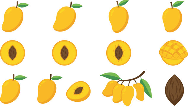 Fresh yellow mango fruit set featuring whole mangoes half slices with seed cubes and branch with leaves flat vector illustration