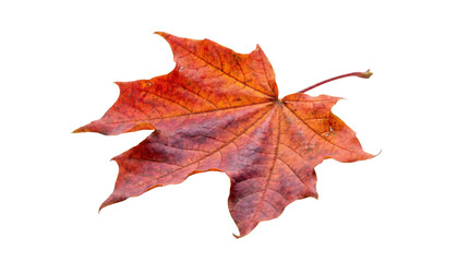 Fototapeta premium Autumn maple leaf with vibrant orange and red colors in fall season isolated on transparent background png.
