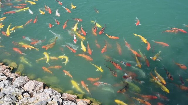 Group of beautiful koi fish (or fancy carp) swimming in the pond. Koi have been popular ornamental fishes in worldwide.
