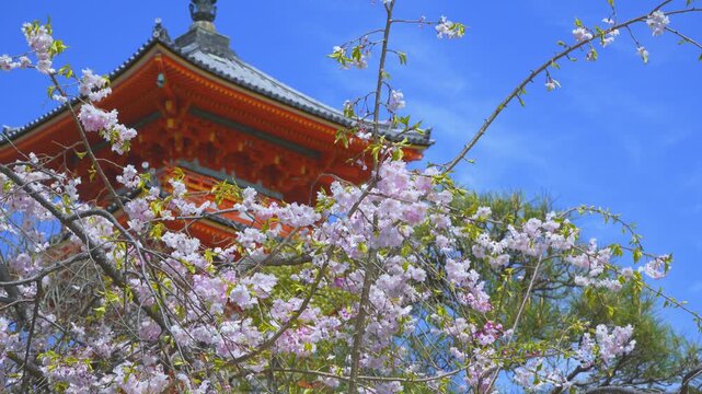 京都　清水寺の三重塔と風に揺れる桜の花