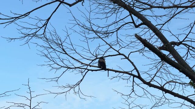 A small bird perches on a bare leafless tree branch against a clear blue sky creating a minimal natural wildlife scene of garden songbird in cold winter season