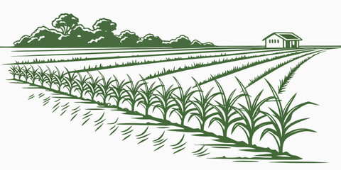 Rural agricultural scene featuring a small barn near a rice field farmhouse building agriculture landscape cultivation farmland environment countryside plantation vegetation production © Mithila