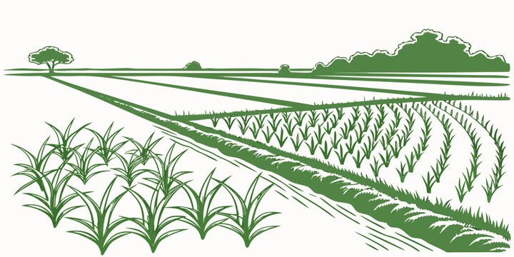 Green stylized landscape of a vast rice paddy field with crops agriculture landscape cultivation farmland environment countryside plantation vegetation production illustration minimalist