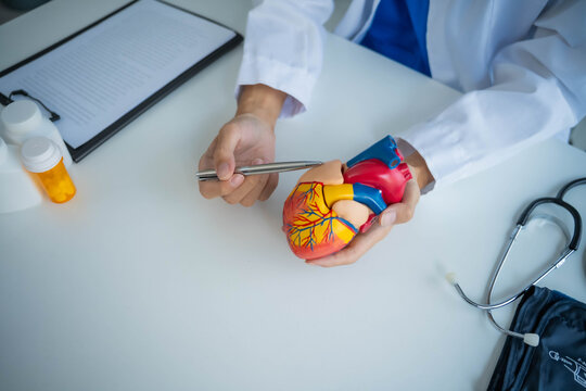 cardiologist using stethoscope with heart model
