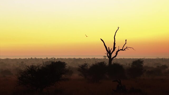 Lone bird flies through golden amber African sunset sky landscape