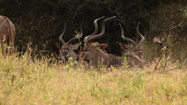 Three male kudu antelope relax, reclined in low yellow savanna grass