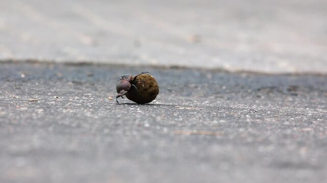 Dung beetle orients itself and rolls ball on paved road, flies buzz