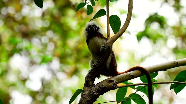Close-up of Endangered cotton-top tamarin monkey perches on a tree branch in the tropical rainforest of Tayrona National Park, Colombia, South America. Perfect wildlife and nature footage
