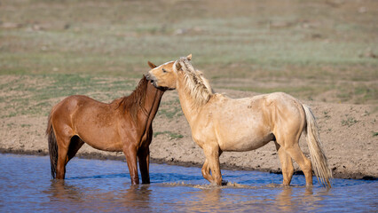 Obraz premium Chestnut and Palomino wild horse stallions fighting and biting while in the water in the Apache Sitgreaves National Forest near Heber Arizona United States