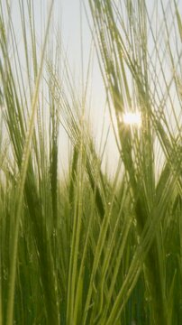 Close up of green barley stalks swaying in the wind with bright sun flares. Capturing the beauty of sustainable agriculture and natures growth.