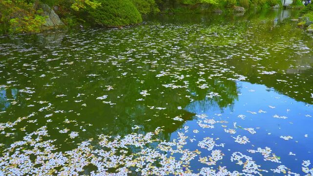 京都　清水寺の放生池（ほうじょういけ）の花筏と水面に映る三重塔