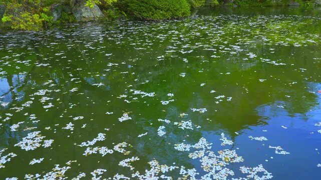 京都　清水寺の放生池（ほうじょういけ）の花筏と水面に映る三重塔