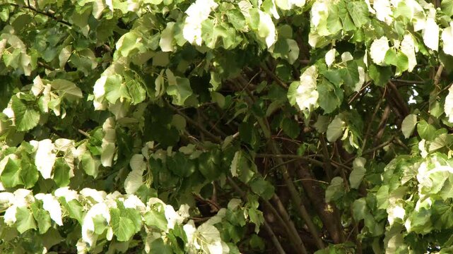 Lush Green and White Tree Foliage Swaying in Paris Park