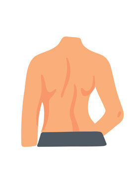 human back view anatomy isolated on white background