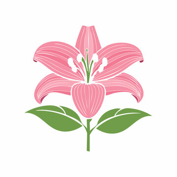 Pink Lily Flower" Images  Browse 449 Stock Photos, Vectors, and Video |  Adobe Stock