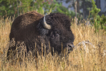 American bison resting in tall golden grass on an autumn meadow © Sergio Llaguno