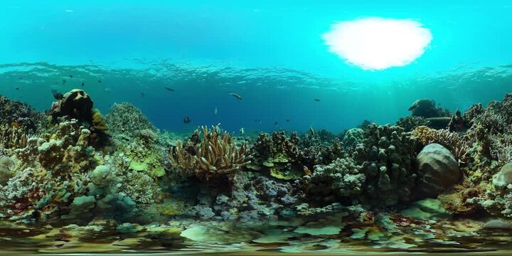 Underwater Tropical Reef View. Tropical fish reef marine. Soft-hard corals seascape. Philippines. Virtual Reality 360.