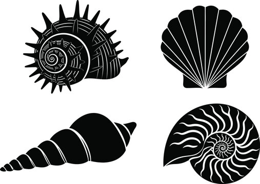 Four black and white of seashells, including a spiky shell, a scallop, a cone shell, and a nautilus cross-section