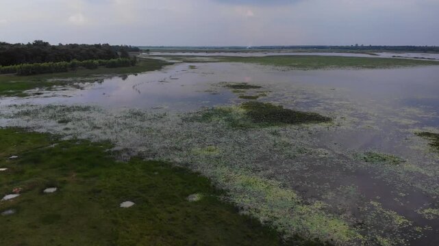 Aerial view of the Huay Saneng reservoir area with green algae on the water surface and lush vegetation in Surin, Thailand.