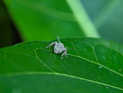 Detailed macro photograph of a gray weevil beetle resting on a textured green leaf with soft bokeh background, highlighting insect wildlife, biodiversity, and natural ecosystem concepts.
