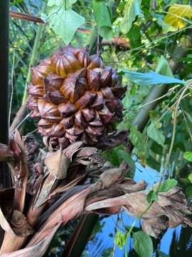 Close-Up of Mature Nipa Palm Fruit/ globular fruit Cluster on Riverside Mangrove Plant, Bangladesh 