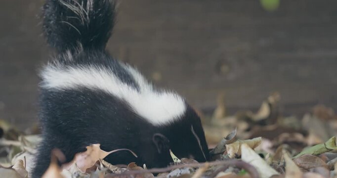 A baby striped skunk foraging through dried autumn leaves