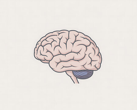 Simplified illustration of a human brain in profile view with cerebellum and brainstem anatomy neuroscience