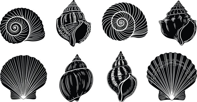 Collection of eight black and white of various seashells and spiral shells nautilus scallop