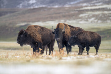 Three American bisons on a snow-dusted plain with rolling winter hills background © Sergio Llaguno