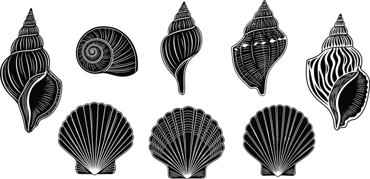 Collection of black and white detailed of various seashells and scallops conch spiral marine