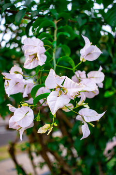  buganvilla (Bougainvillea) blanca