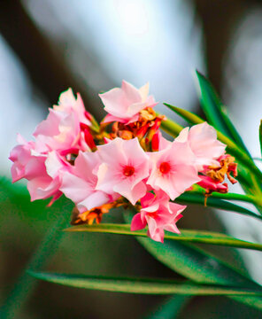 flor de adelfa (Nerium oleander) de color rosa vibrante