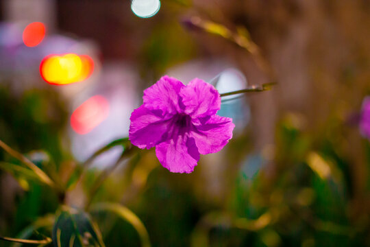 petunia mexicana o Ruellia simplex