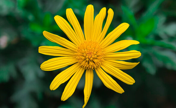 flor Euryops, margarita de arbustos africanos