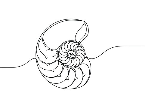 Minimalist nautilus shell drawing illustrating geometric Fibonacci sequence and natural beauty
