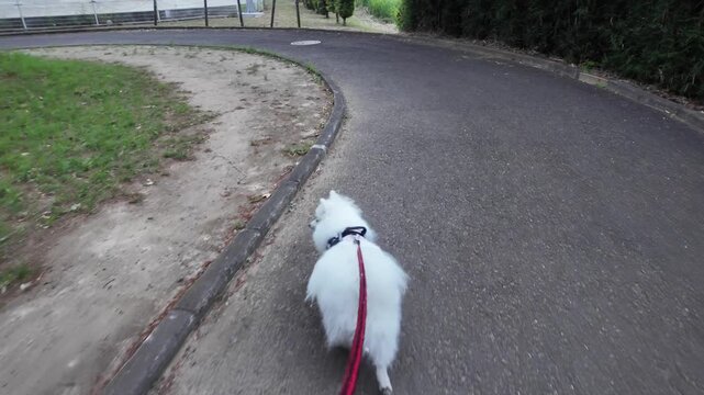 POV walking a fluffy white Japanese Spitz dog on a red leash along a paved path in Noda City Sogo Park
