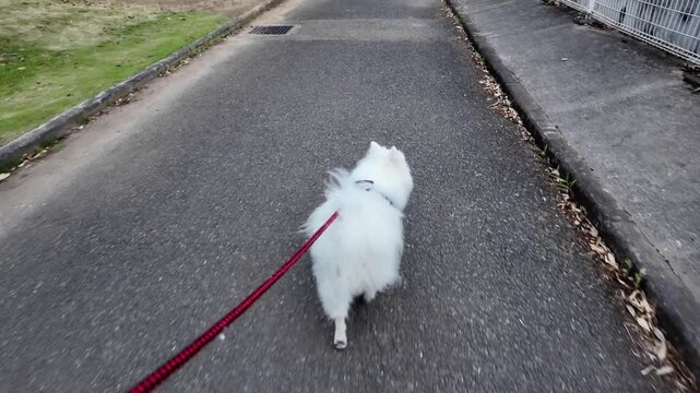 POV walking a fluffy white Japanese Spitz dog on a red leash looking back and smiling at the camera in Noda City Sogo Park