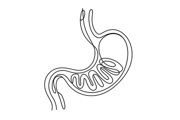 Fototapeta premium Vector Line Art of Human Stomach and Digestive System Anatomy - Minimalist Cartoon Style for Medical Education Resources