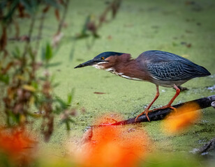 Fototapeta premium A gree n heron in hunting mode in a pond with green duck weed and some orange flowers in the background